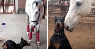 Doberman And Horse Are BFFs