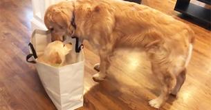 Amiable Golden Retriever Meets His Adorable Biological Sister