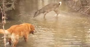 Dog And Deer Have Heartwarming Interaction