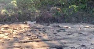 White Lion Cub Spotted In A National Park