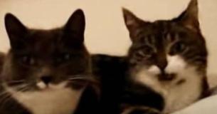 Two Cats Are Lying Next To One Another—Their Conversation Will Leave Viewers In Stitches