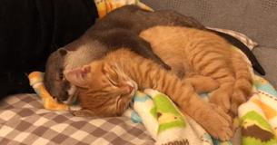 Affectionate Otter Hugs Sleepy Kitten Before Hitting The Hay