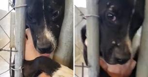 Le chien de refuge est si solitaire qu'il essaie désespérément de tenir la main de tous les passants