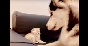 L'énorme husky gagne le statut de meilleur ami avec un petit chaton
