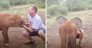 Babyolifant neemt op een hilarische manier de opname van de verslaggever over