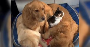 Cat Bestowed “Snuggle Award” With Three Golden Retrievers