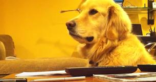Bailey, une golden retriever, adore écouter son maître jouer de la guitare