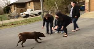 Un labrador disparu retrouve sa famille après cinq longues années