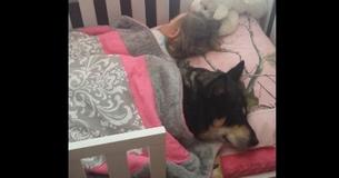Une mère commence a filmé lorsqu'elle découvre un chien de sauvetage en compagnie d'un petit enfant