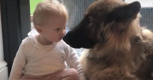 Un berger allemand adore et prend soin de sa petite fille