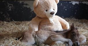 Un poney orphelin traite un ours en peluche comme sa mère et les observateurs fondent en larmes