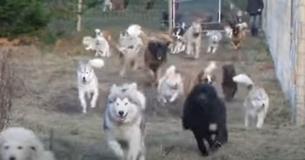 Man Rescues 45 Dogs And Lets Them Run Free On His Enormous Countryside Property