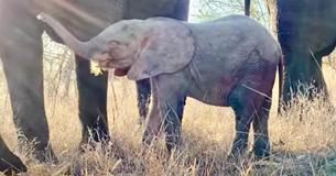 Delightful Young Orphaned Elephant is Thriving Within Her New Herd