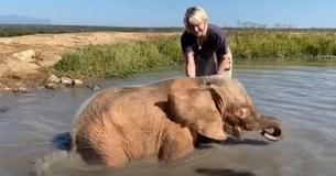 Free-Spirited Baby Elephant Enjoys Day At The Spa