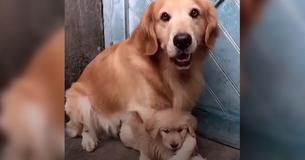 Overprotective Dad Won't Let Strangers Near His Pup