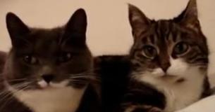 Two Cats Lay Next To Each Other And Their Conversation Leaves People In Stitches