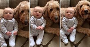 Schattige goldendoodle blijft zeggen dat hij van zijn pasgeboren broertje houdt