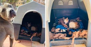 Un pitbull permet à une chatte errante enceinte de rester dans sa niche et s'occupe de ses bébés