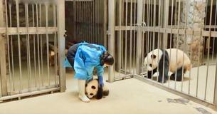 Une mère panda accueille son bébé après qu'il lui soit retourné dans son enclos 