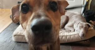 Un homme trouve un chien affamé seul sur une île isolée et le ramène chez lui