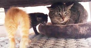 Un chat ne comprend pas ce que veulent des chatons - La fin apportera sourire au spectateur