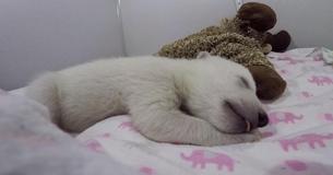 Orphaned Polar Bear Warms Hearts While Snuggling With Her Own Stuffed Animal
