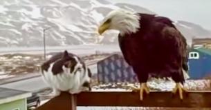 House Cat Is Not Fazed By Bald Eagle