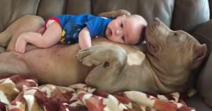 Un père défend son idée de laisser son enfant faire la sieste avec un pitbull