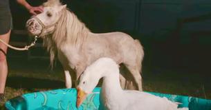 Mini Horse And Rescued Goose Become BFFs