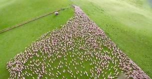 Un fermier a enregistré des images fascinantes de ses moutons conduits par des Border Collies