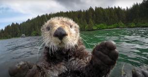 Decoy Sea Otter Records Adorable Antics On Camera