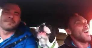 Le propriétaire commence à chanter la chanson de Josh Groban mais son chien lui vole la vedette