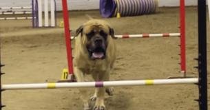 Un énorme billmastiff participe à un concours d'agilité canine et fait une performance hilarante