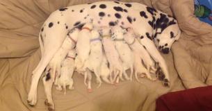 Une maman dalmatien s'occupe de sa portée géante de chiots