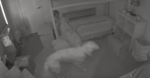 Golden retrievers maken peuter wakker om samen een komische 'misdaad' te plegen