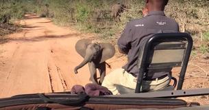 Un bébé éléphant danse et marche jusqu'à un groupe de touristes offrant un spectacle adorable