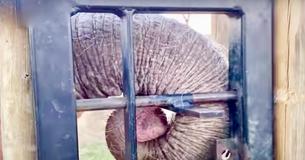 Impatient Baby Elephant Opens Gate By Herself In Order To Visit Adopted Herd