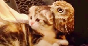 Owl And Kitten Pair Charm Coffee Shop Customers With Constant Cuddling And Playing
