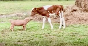 Orphaned Piglet And Calf Become Inseparable BFFs