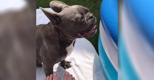 Eine französische Bulldogge ist aufgrund des neues Pools außer sich vor Freude