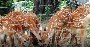 Little Baby Deer Finds Loving New Home After Close Call