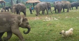 Junger Elefant verpetzt Hund bei Mama, der ihn ärgert