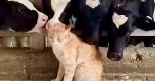 Happy Farm Cat Is Groomed By Adoring Cows