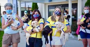 Precious Service Dog Puppies Take Exciting Plane Trip To Forever Homes
