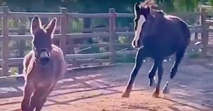 Left Alone By Mom, Wild Horse Becomes Buddies With Donkey In Sanctuary