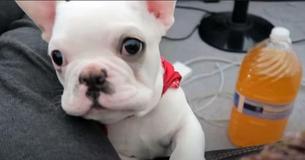 Un petit bouledogue bruyant est reconnu comme le plus mignon des mendiants de la planète