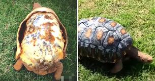 Une tortue qui a perdu sa carapace dans un incendie, reçoit la première carapace imprimée en 3D au monde