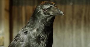 Un corbeau apporte des cadeaux à un enfant qui leur donne de la nourriture depuis quatre ans