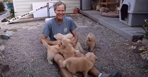 Golden Retriever Puppy 'Attack' Has California Man Breathless Because Of Intense Laughing