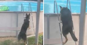 German Shepherd Skulks Into Pool To Go For Sneaky Swim